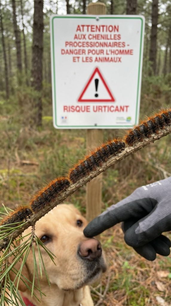 Quels sont les dangers des chenilles processionnaires ? risques pour l’homme et les animaux domestiques