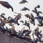 Pourquoi faire appel à une société de dépigeonnage à paris
