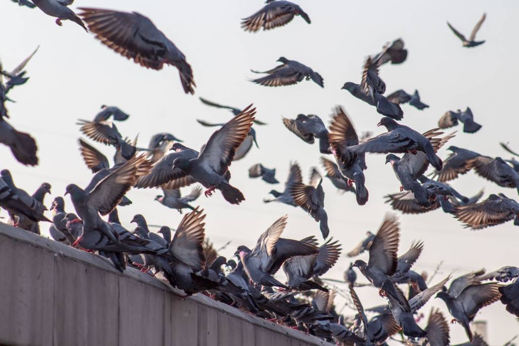 Pourquoi faire appel à une société de dépigeonnage à paris