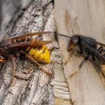 Difference entre frelons et frelons asiatiques : comment les différencier ?