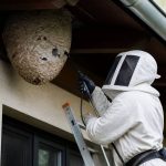 Destruction des nids de frelons : quelles solutions choisir ?
