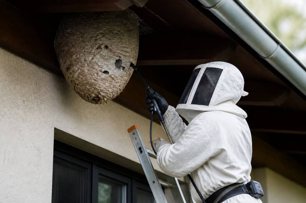 Destruction des nids de frelons : quelles solutions choisir ?