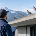 Choisir une entreprise de dépigeonnage en valais : les critères essentiels